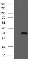 SLA2 / SLAP2 Antibody (clone OTI1F7)