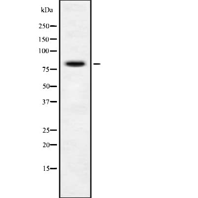 MYBL1 / A-MYB Antibody