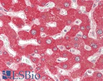 IHC-plus™ CYP2D6 Antibody (C-Terminus)