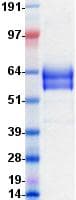 Human CD19 Protein (Recombinant Fc, C-terminus)
