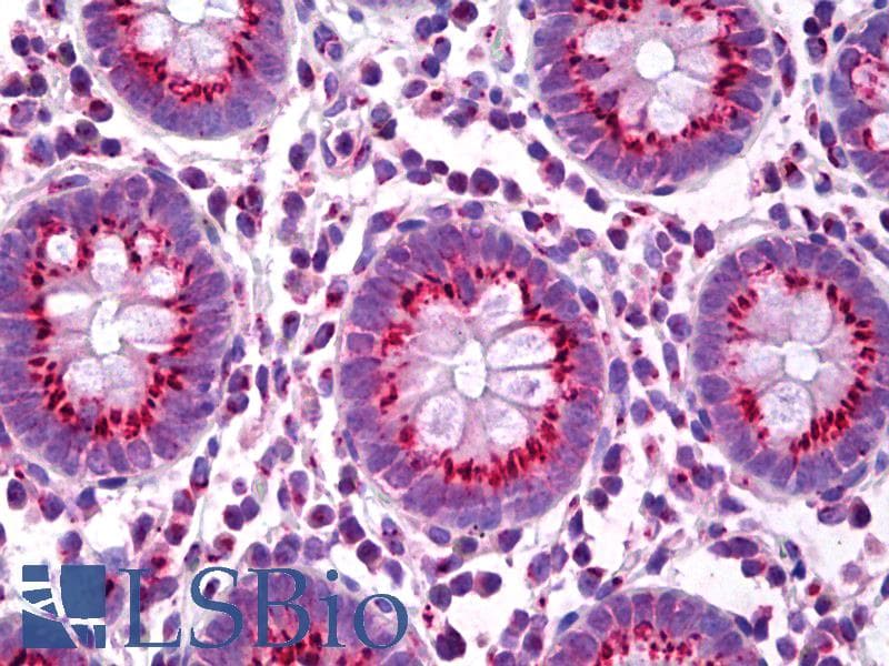 IHC-plus™ TGN46 / TGN38 Antibody (aa200-350)