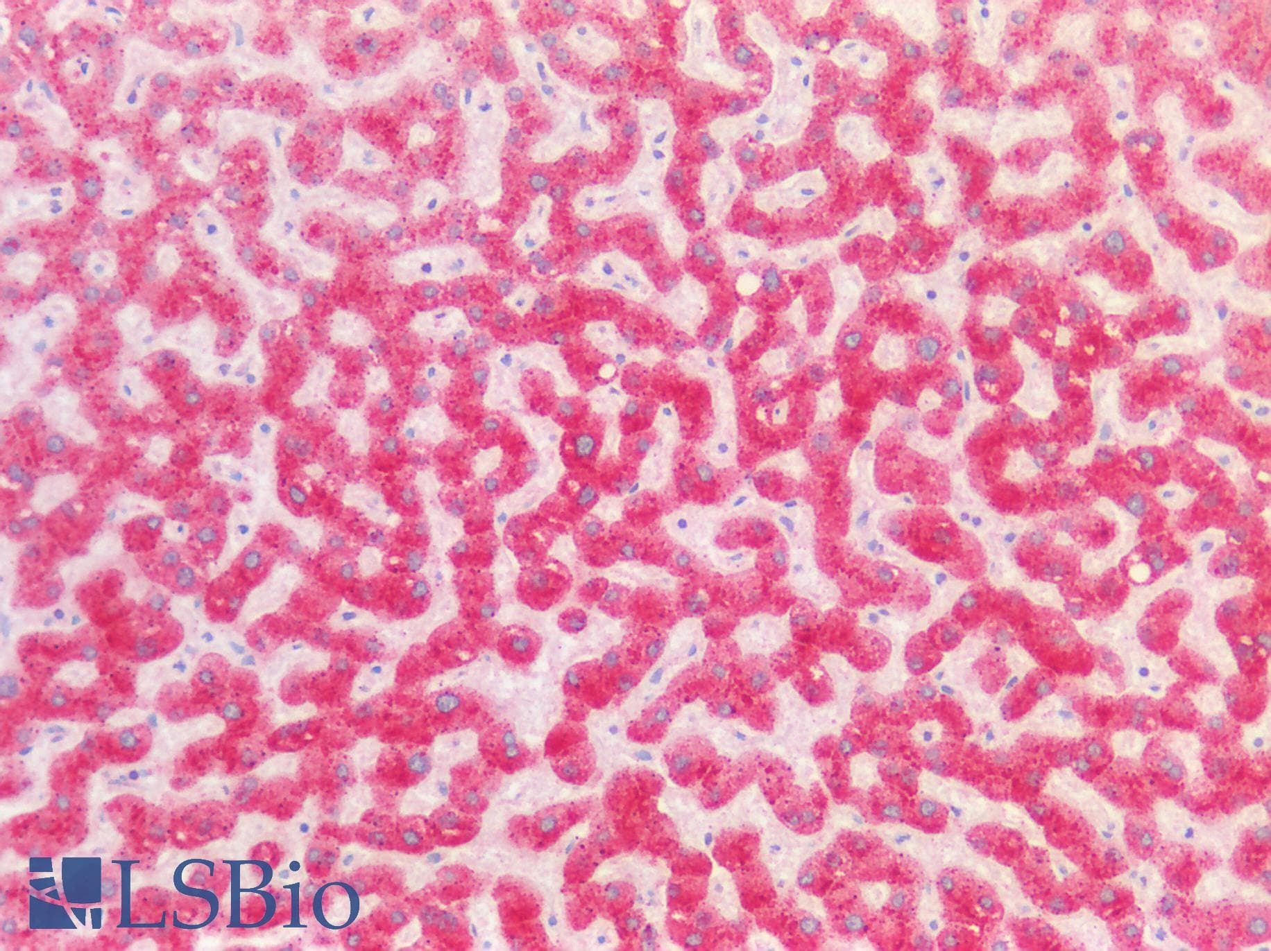 PathPlus™ CPM / Carboxypeptidase M Antibody (aa64-113)