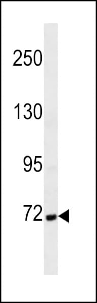 Monoclonal Mouse anti-Human CTTN / Cortactin Antibody (WB)