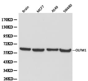 Polyclonal Rabbit anti-Human OLFM1 Antibody (IHC, WB)