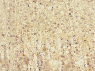 LRP4 Antibody