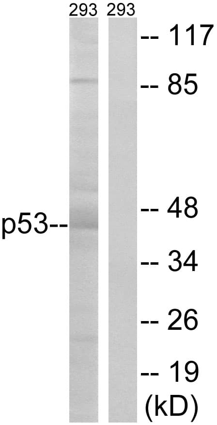 TP53 / p53 Antibody (aa26-75)