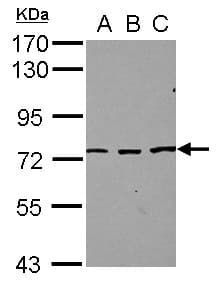 SREK1 / SRRP86 Antibody