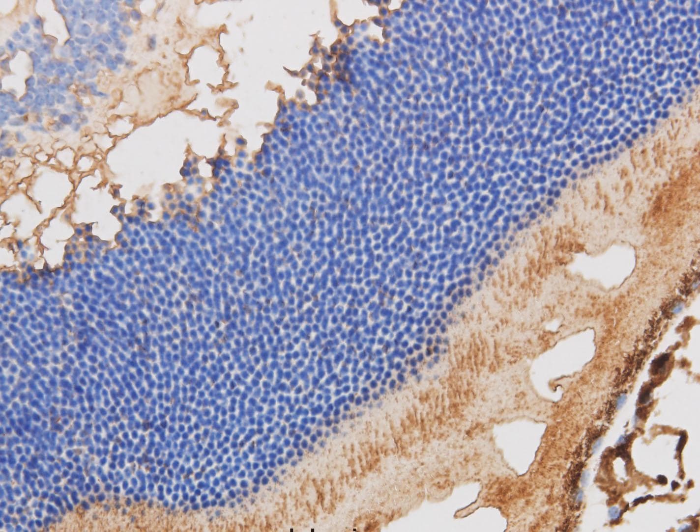 RBP3 / IRBP Antibody