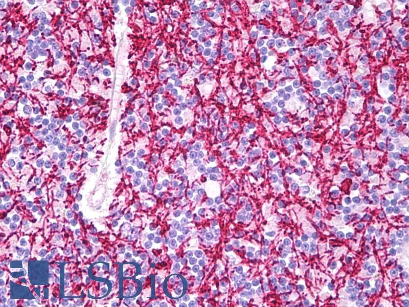 IHC-plus™ MBP / Myelin Basic Protein Antibody (aa49-62)