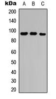 NRP2 / Neuropilin 2 Antibody (Internal)