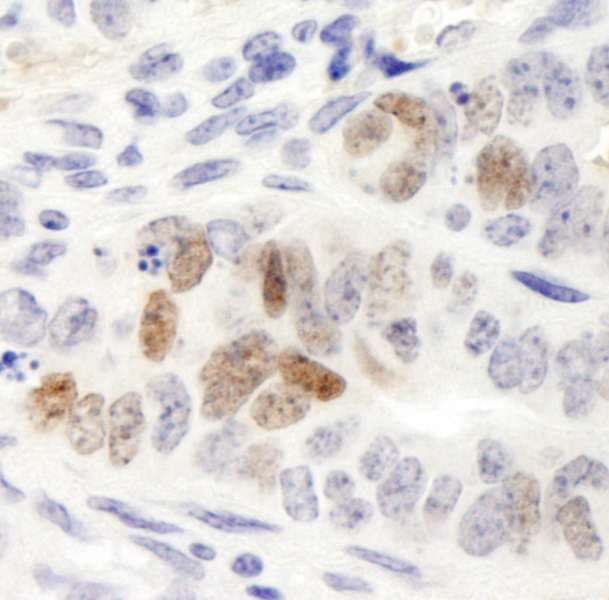 NANOG Antibody (aa1-50)