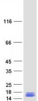 Human LGALS1 / Galectin 1 Protein (Recombinant Myc-DDK (Flag))