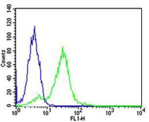 Monoclonal Mouse anti-Human RPS6 / Ribosomal Protein S6 Antibody (clone 981CT2.1.1, N-Terminus, IHC, IF, WB)