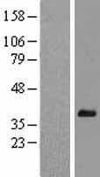 HEYL Protein (Over-Expression Lysate Myc-DDK (Flag))