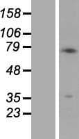 Human PMEL / SILV / gp100 Protein (Over-Expression Lysate Myc-DDK (Flag))