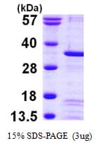 Human PEF1 Protein (Recombinant His)