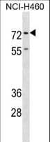 ENAH / MENA Antibody (aa446-475)
