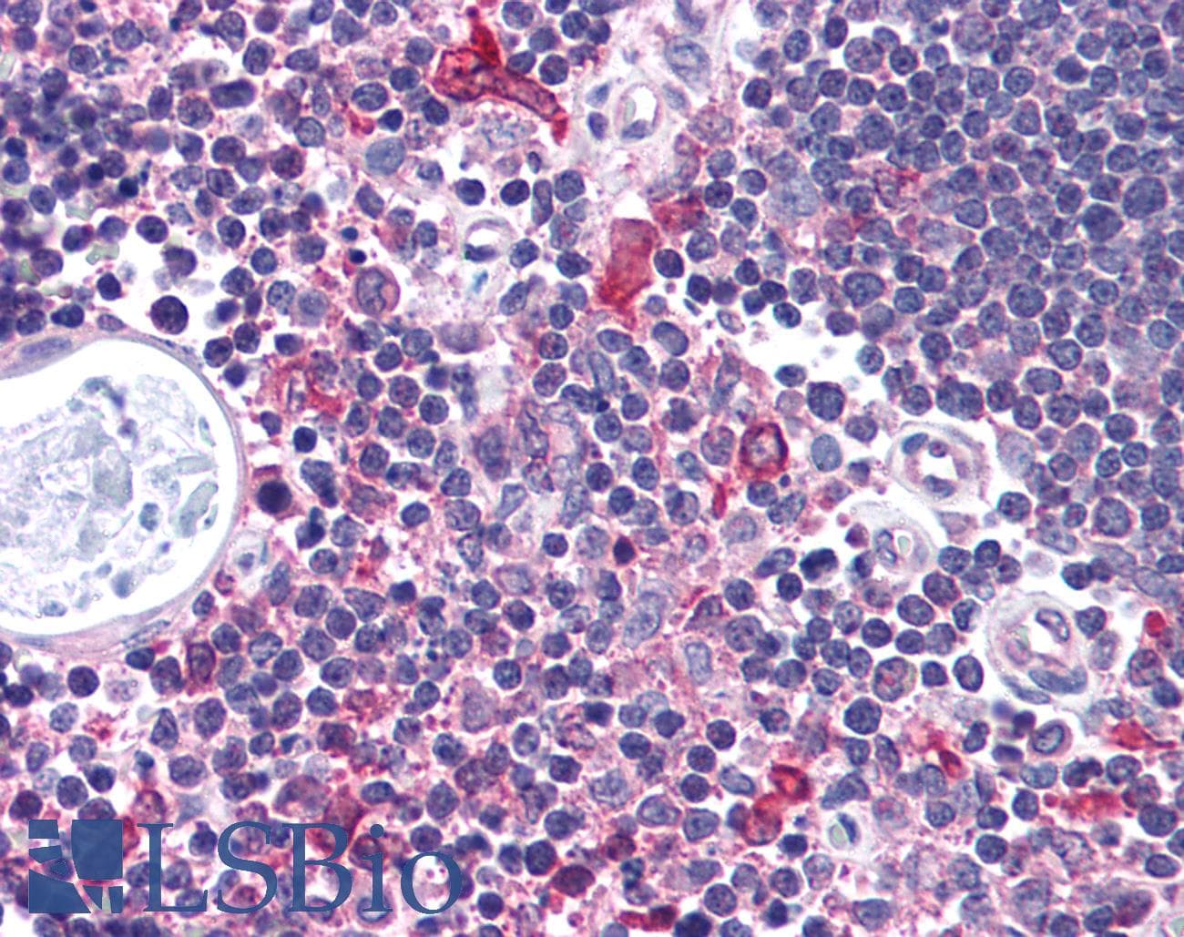 CHEK1 / CHK1 Antibody (aa192-241)