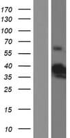 B3GAT3 Protein (Over-Expression Lysate Myc-DDK (Flag))