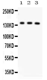 ABCB11 / BSEP Antibody