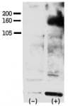 ERBB4 / HER4 Antibody (phospho-Tyr1162)