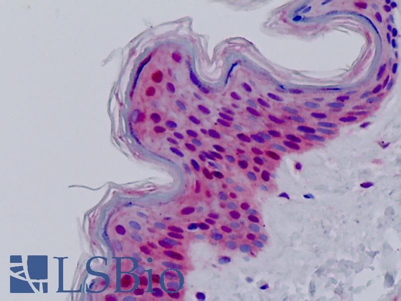 IHC-plus™ ATF1 Antibody (aa176-225)