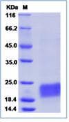 Human CD3E Protein (Recombinant His,C-terminus)