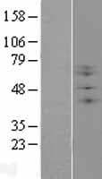 B3GNT2 Protein (Over-Expression Lysate Myc-DDK (Flag))