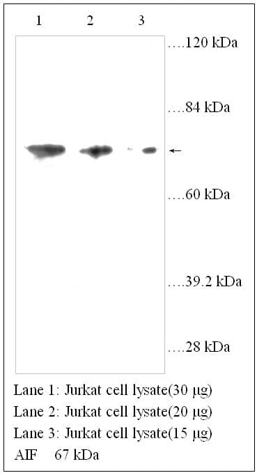 Polyclonal Rabbit anti-Human AIFM1 / AIF / PDCD8 Antibody (WB)