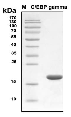 Human CEBPG / CEBP Gamma Protein (Recombinant 6His, N-terminus)