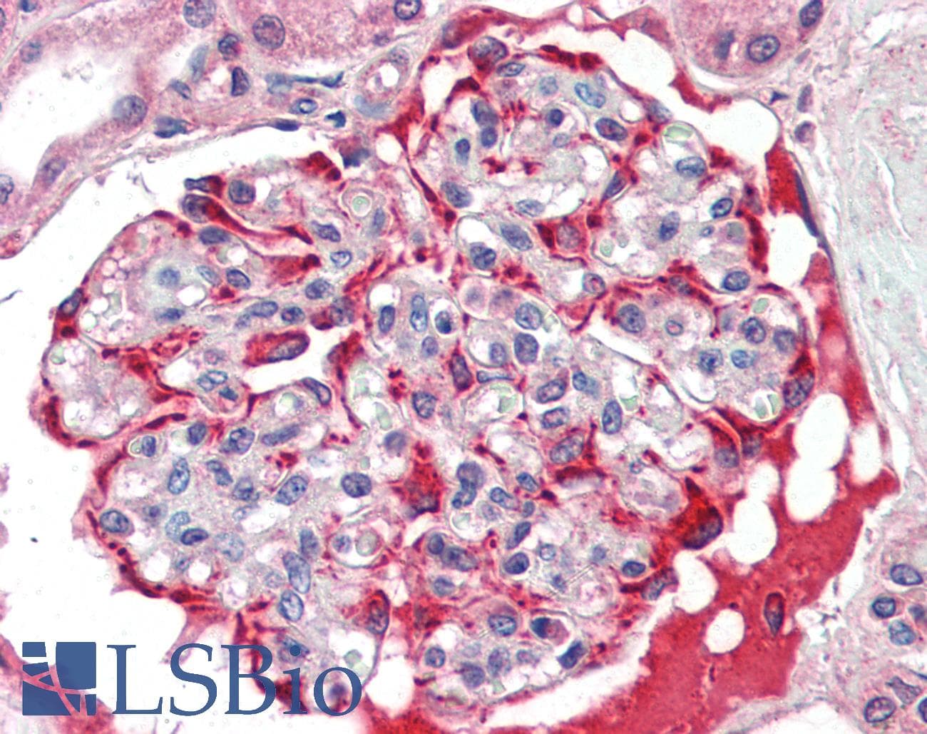 IHC-plus™ SLC29A1 / ENT1 Antibody (aa234-263)