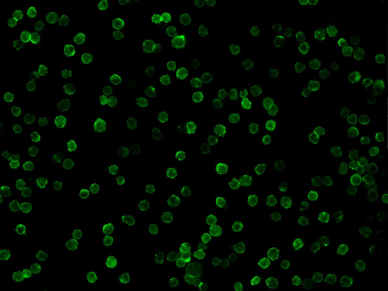 Monoclonal Mouse anti-Human CD19 Antibody (clone 17, Preservative Free, IF)