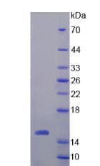 Dog Procalcitonin Protein (Recombinant 6His, N-terminus)