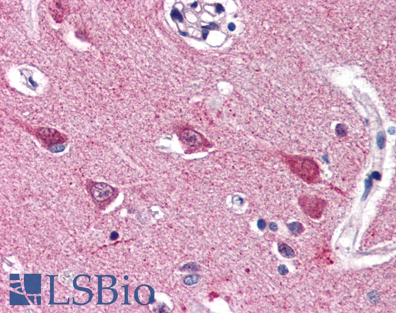 VGF Antibody