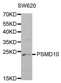 PSMD10 / Gankyrin Antibody