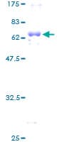 Human HMOX2 / Heme Oxygenase 2 Protein (Recombinant GST)