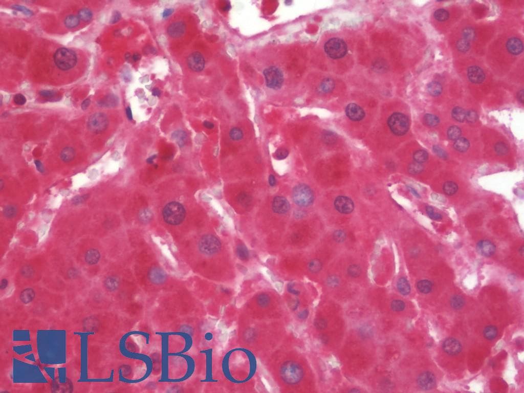 IHC-plus™ Complement C1s Antibody (clone 2D11)