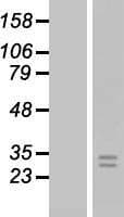 FGF8 Protein (Over-Expression Lysate Myc-DDK (Flag))