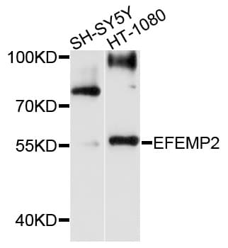 FBLN4 / EFEMP2 Antibody
