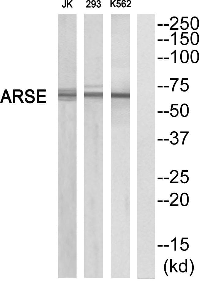 ARSE / Arylsulfatase E Antibody