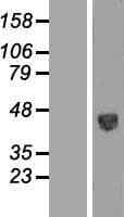 PSG / PSG5 Protein (Over-Expression Lysate Myc-DDK (Flag))