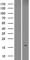 MRAP Protein (Over-Expression Lysate Myc-DDK (Flag))