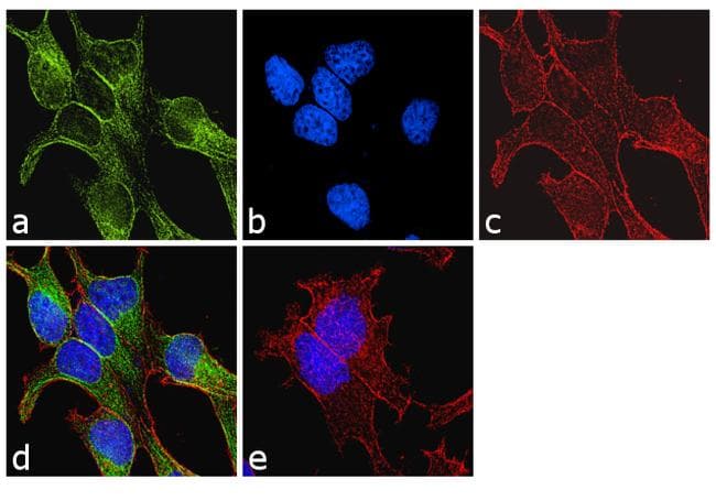 Tubulin Alpha/Beta Antibody (clone TU-10)
