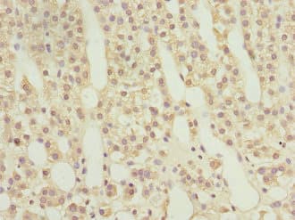 RAB9A / RAB9 Antibody