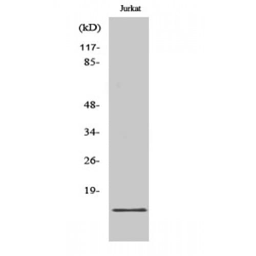 PDRG1 Antibody (30-110 aa, Internal)