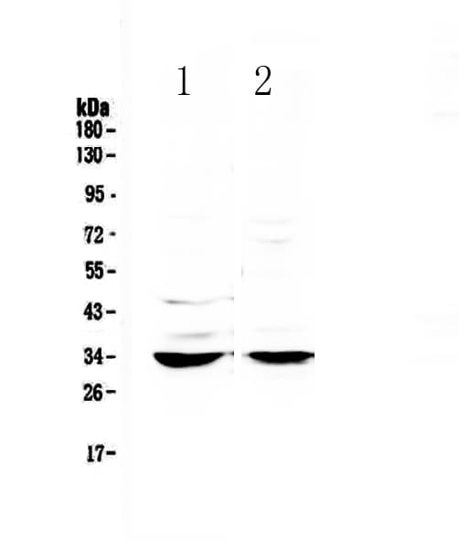 ERCC1 Antibody