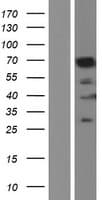 LMNB1 / Lamin B1 Protein (Over-Expression Lysate Myc-DDK (Flag))