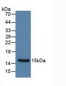 CALCA Antibody