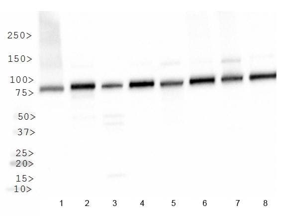 HSP90AB1 / HSP90 Alpha B1 Antibody