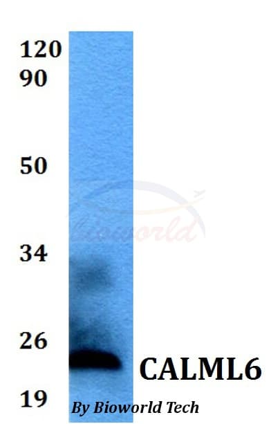 CALML6 Antibody